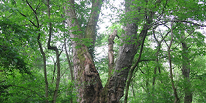 This silver maple at Green Ridge State Forest is the biggest Big Tree on Maryland public lands. Maryland DNR photo.