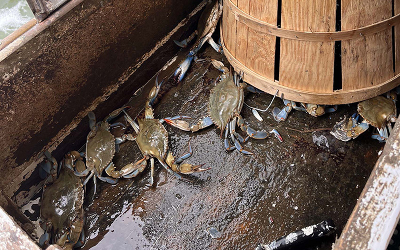 Climate-Ready Fisheries